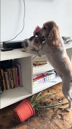 Funny & Cute Cats Compilation 😻 #shorts