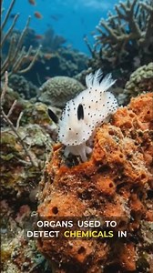 sea rabbit | Tiny Sea Slug That Looks Like a Rabbit