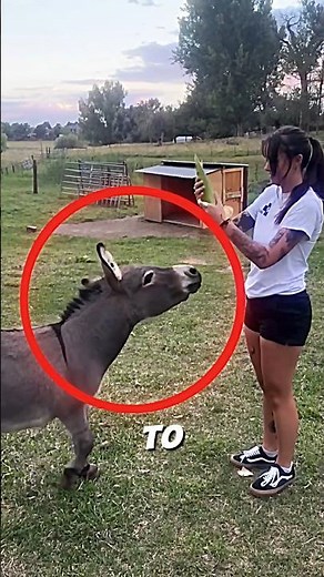 The girl showed something to the otter 🫏 💓 #donkey