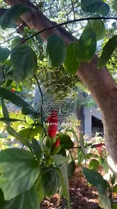 As spring blossoms, we honor the mothers who nurture life, just as nature awakens with beauty and grace. 🐝🌿 Happy Mother’s Day & Spring Solstice! 🌞💛 📍 Located in Amchit, Lebanon 📅 Book your stay now! #CampingLesColombes #NatureRetreat #LebanonGetaway #EcoStay #StayInNature #CampingLife #EscapeToNature #AmchitLebanon #MothersDayCelebration #OutdoorLiving | Resort & Camping Les Colombes