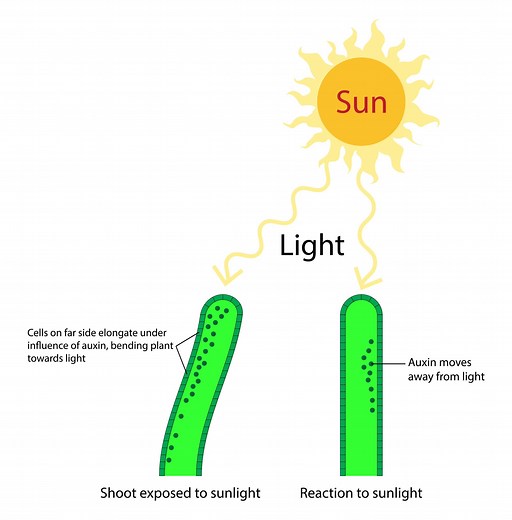 Plant Auxins - Phototropism & Geotropism - Biology Online Tutorial