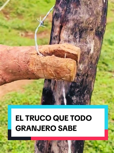 Método Tradicional para Tensión de Cercas en el Campo