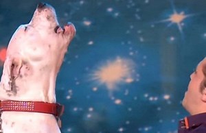 Hit-parade de tes chansons préférées interprétées par des animaux