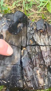 I absolutely love finding these ancient chunks of petrified stump! I always wonder what type of trees they came from.. #petrifiedwood #paleontology #scuba #fossil #fossilhunting #prehistoric #trees | endless_search_