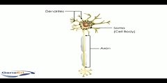Neuron System and Structure