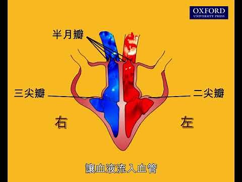 動畫8.1 血液怎樣在人體內循環？