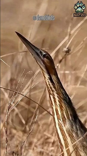 Invisible Bird with a Shocking Voice! | Bittern Facts in 60 Seconds #bittern