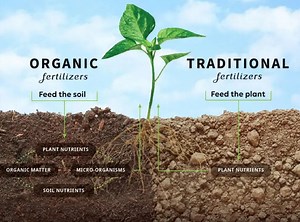 Why You Should Choose Organic Food | Chief Nutrition