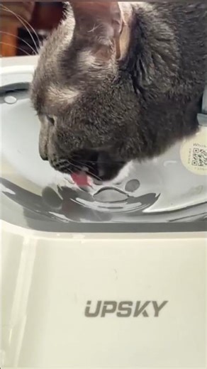 💦 No more spills. 1.5L Floating Pet Bowl – anti-overflow & slow feeder for dogs & cats.🐶🐱 #petbowl