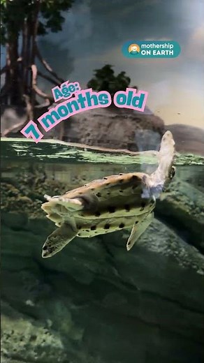 8 Hawksbill turtles under S'pore Oceanarium's care, to be released into the wild when ready
