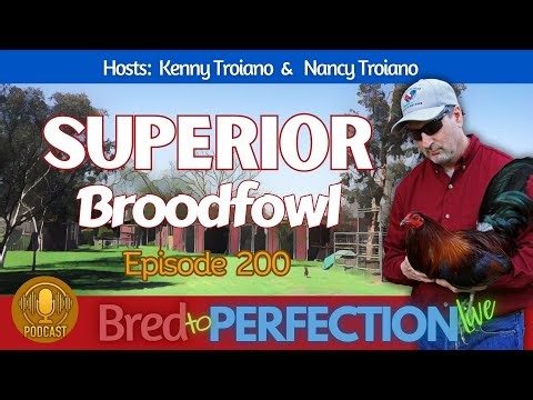 Ep200 - Indicators of Superior Brood Fowl - A Breeder’s Guide to Building Strong Bloodlines