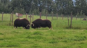 🍀 For those that were wondering what Irish Folk Music at the Musk Ox Farm was like, here are some highlights from this incredible concert! 🍀 #Alaska #irishfolkmusic #colmbroderick #skykelsey | The Musk Ox Farm