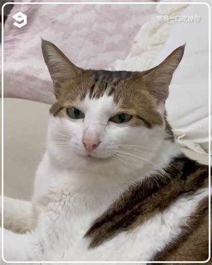 560K views · 10K reactions | The cat with a fake smile | 9GAG TV | Facebook