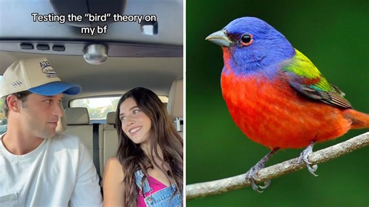 What Is The 'Bird Theory' Going Viral? Here's Why People Are Saying 'I Saw a Bird Today' To Test Their Relationships
