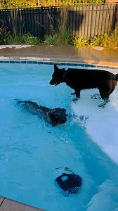 19K views · 964 reactions | Robo pool part 2 here we go… #germanshepherd #gsd #dog #pool #swim #water #splash #k9 #k9unit #k9handler #k9joker #k9bane #joker #bane #jokester #BaneTrain #workingdog #reels #fyp #viral #trending #fypシ #trendingreels #trendingnow #video #k9life #NorthCarolina #dogoftheday #doglover | K-9 Joker & K-9 Bane | Facebook