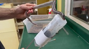 Stiletto snakes are a challenge to extract from because of their unique fang structure and movement- the fangs come out sideways and backwards. Brock has developed a strong interest in these guys and here he is extracting from Atractaspis dahomeyensis- Dahomey burrowing asp. This venom has not been well studied and we are hoping it can be provided to a researcher for profiling, to learn more about them. | Kentucky Reptile Zoo