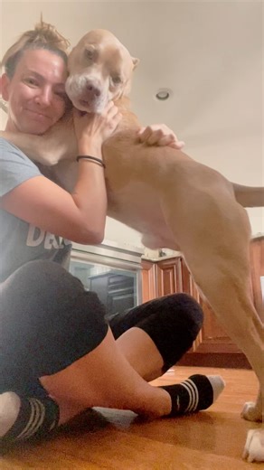 Meet Barney: The well-trained, super loving, and brainy best friend you’ve been searching for! If you’re looking for a dog who has the "total package," Barney is your guy. At 2 years old, this smart and playful boy has already graduated from a professional obedience program and is ready to show off his impressive manners. He’s the perfect blend of a loyal companion who wants to soak up your love and an adventurous partner ready for outdoor fun. The Barney Highlights: A Genius in Training: He’s s