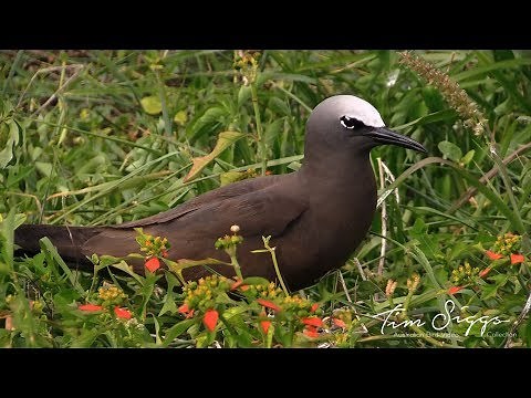 Brown Noddy (Anous stolidus) Video clip 1/1 Australian Bird Media.