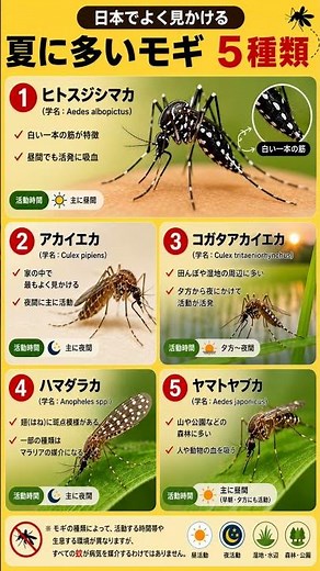 日本でよく見かける！夏に多い蚊5種類 #蚊 #夏 #豆知識 #雑学
