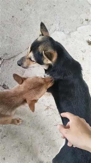 [DOG] When your dog starts remixing its bark #dog #cute #shortvideo