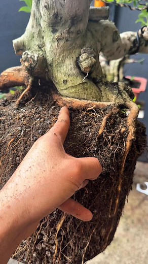 Set back agad ng mga roots #tutorial #tugas #TopFans #repotting🫶🏼🌳🇵🇭 | art'bonsai101