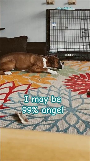 Vinny The Boxer Dog...Angel vs Trouble 😂 #dogshorts