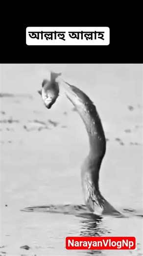 #motivation #trending #viralvideo #viralvideo #youtubeshorts #voiceeffects #allah