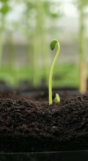 Plant Growth You've Never Seen Before #timelapse #viral #shorts