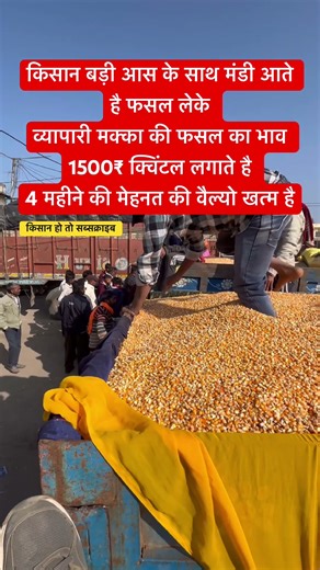 मंडी आते है फसल लेके व्यापारी मक्का की फसल का भाव 1500₹ क्विंटल लगाते है 4 महीने की मेहनत की वैल्यो