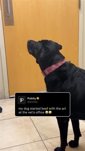 Pubity | 😭 Some dogs have a natural distaste for cats due to their instinctual prey drive and territorial behavior. Many dog breeds were... | Instagram