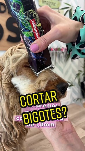 Cómo arreglar la cabeza de un Cocker Spaniel