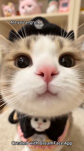 Are you grumpy? #dreamface #cat #catlover #catlipsync #talkingpet | DreamFace