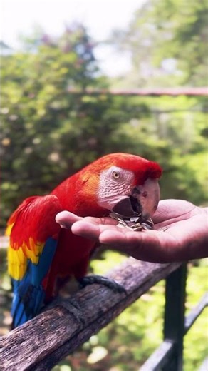 Hand Feeding a Scarlet Macaw 🦜 | Colorful Parrot Eating Seeds #birds