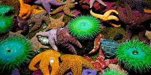 Name These Tide Pool Creatures