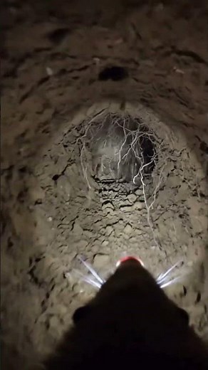 Naked Mole Rat POV Underground 🐀