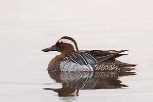 Discover Why Ducks Have Genitalia In the Shape of Corkscrews
