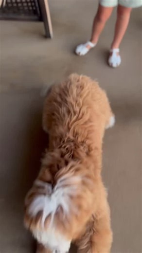 If autumn was a dog it would be a red tuxedo Bernedoodle. 🍂🍁🐾 Bernedoodles have many different hair types one being loose wavy/ straight like @mydood_cashew. This hair types is one of the easiest to maintain, and when done right it can grow out beautifully like this! | Rocky Road Doodles