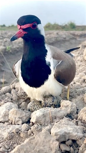 Lapwing Eggs Protected from Heat ☀️🥚 | Small Shelter Built #shorts