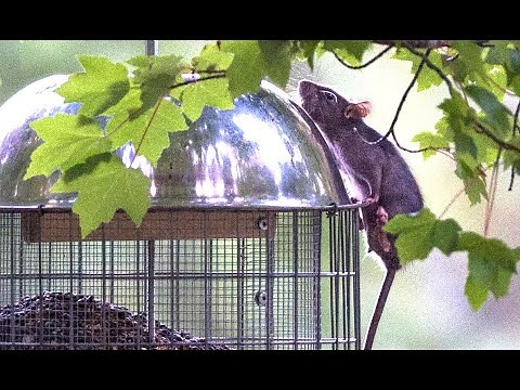 Tips for preventing rat infestations in your home