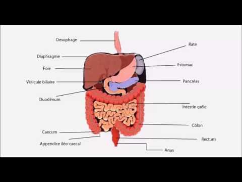 Inflammation du péritoine, péritonite
