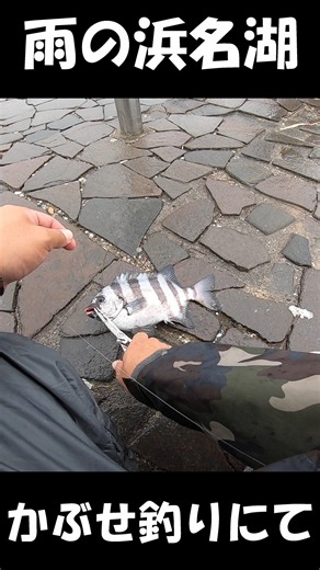 雨の浜名湖 #かぶせ釣り ＃浜名湖 ＃イシダイ