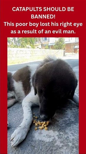 Catapults Should Be Banned! #crueltytoanimals #dog #injury