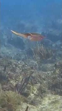 A squad of #squid ! They were cute in an alien-ish way! #weirdcreatures #ocean #marinelife #dive