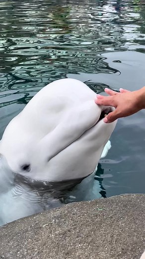 Whale whale whale…what do we have here? #mysticaquarium
