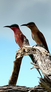 These southern Carmine Bee-eaters are the perfect example of why the Kruger National Park is a birdwatcher's paradise. | Madbookings - Travel Experts in Africa & Asia