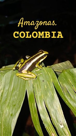 Amazonas, Colombia 🇨🇴 #colombia #amazonas #travel #travelling #viajes #aventura #adventure #wild