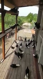 Zburător negru codalb românesc, clipul este din anul 2016. | Tampu&Tache Pigeons România