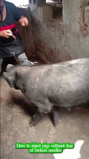 How to inject pigs without fear of broken needles