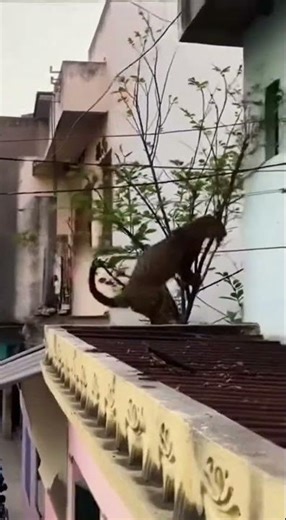 Jaguar jumping across rooftops in India😨🐆 #jaguar #india #wildlife
