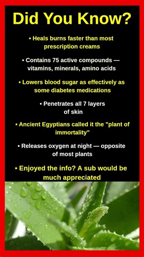 Shocking Facts About Aloe Vera That Will Blow Your Mind 🌵😱